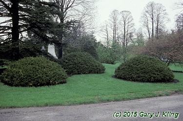 Taxus x media 'Densiformis'