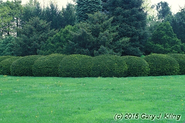 Taxus x media 'Densiformis'