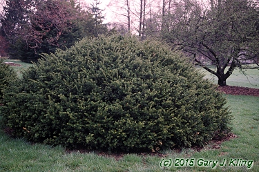 Taxus x media 'Densiformis'