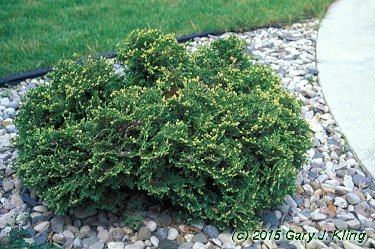 Thuja occidentalis 'Hetz Midget'