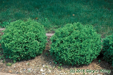 Thuja occidentalis 'Hetz Midget'