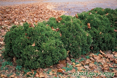 Thuja occidentalis 'Hetz Midget'