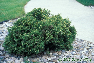 Thuja occidentalis 'Hetz Midget'
