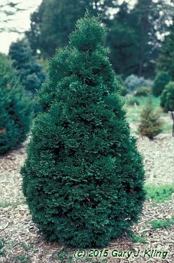 Thuja occidentalis 'Holstrup' habit: UIPLANTS