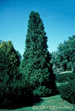 Thuja occidentalis 'Nigra'