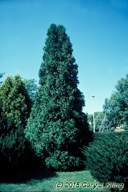 Thuja occidentalis 'Nigra'