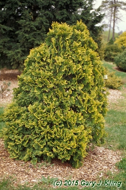 Thuja occidentalis 'Sunkist' habit: UIPLANTS