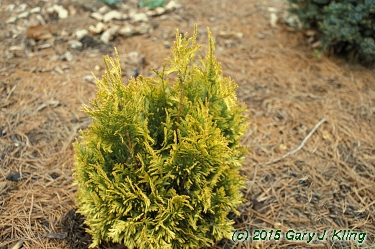 Thuja occidentalis 'Sunkist'