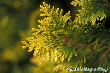 Thuja occidentalis 'Sunkist'