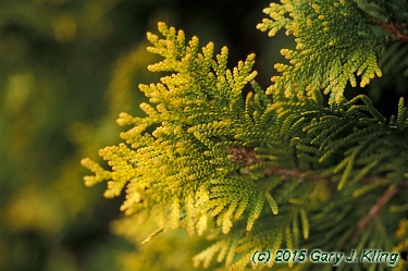 Thuja occidentalis 'Sunkist'