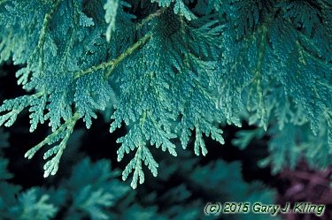 Thuja occidentalis