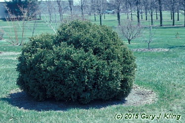 Thuja occidentalis 'Hoseri'