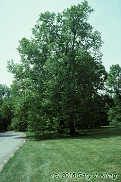 Tilia americana habit: UIPLANTS