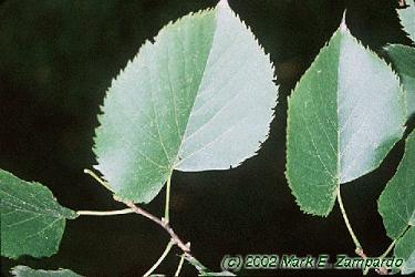 Tilia americana