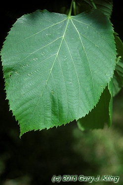 Tilia americana