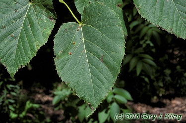 Tilia americana