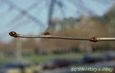Tilia americana