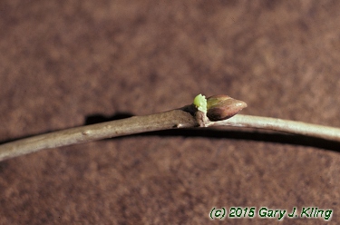 Tilia americana