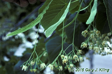 Tilia americana