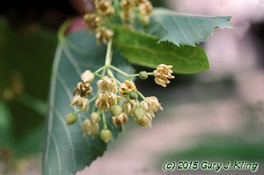 Tilia americana