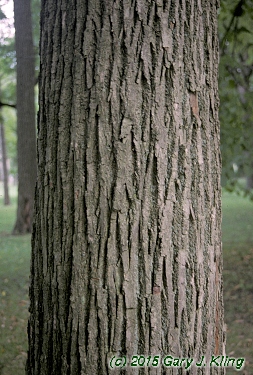 Tilia americana