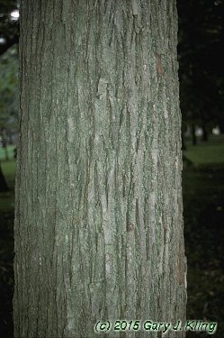 Tilia americana