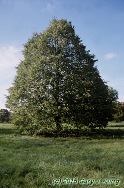 Tilia cordata