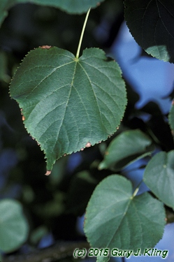 Tilia cordata