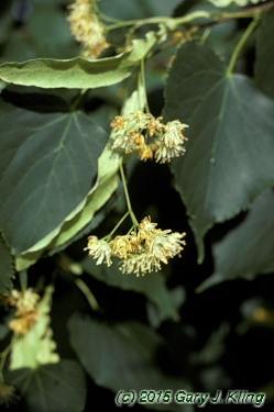Tilia cordata