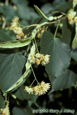 Tilia cordata