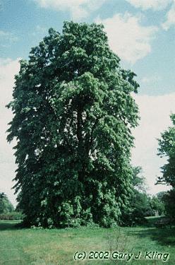 Tilia tomentosa 'Petiolaris'