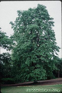 Tilia tomentosa 'Petiolaris'