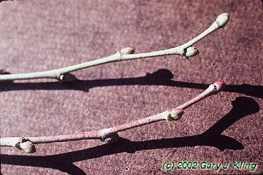 Tilia tomentosa 'Petiolaris'
