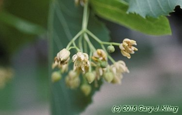 Tilia americana