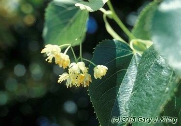 Tilia cordata