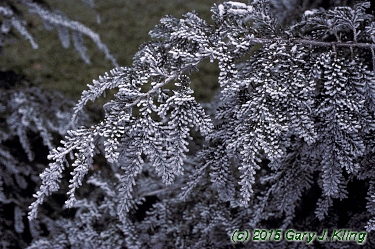 Tsuga canadensis