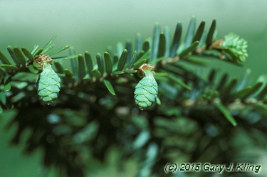 Tsuga canadensis
