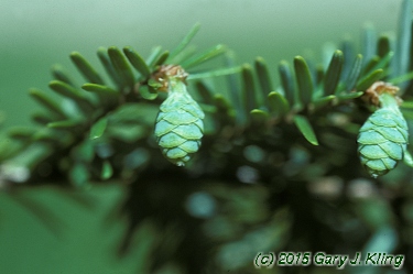 Tsuga canadensis