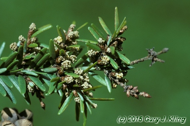 Tsuga canadensis