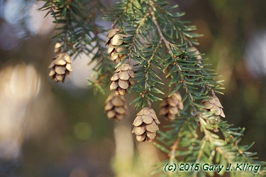 Tsuga canadensis