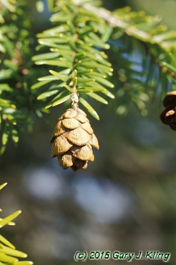 Tsuga canadensis