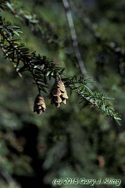 Tsuga canadensis