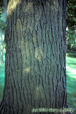Tsuga canadensis