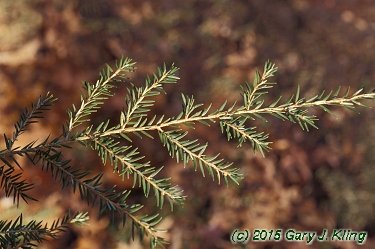 Tsuga canadensis