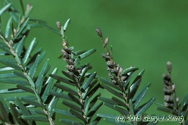 Tsuga canadensis