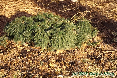Tsuga canadensis 'Nana Gracilis'