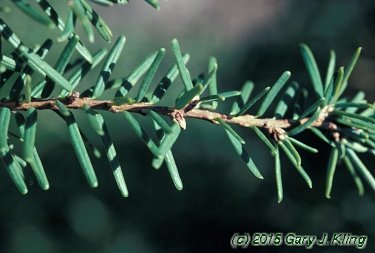 Tsuga caroliniana