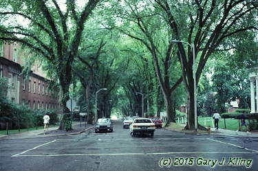 Ulmus americana