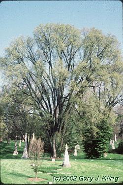 Ulmus americana