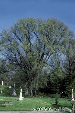 Ulmus americana
